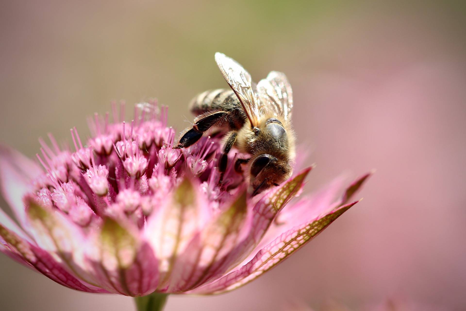 Pollinators bees astrantias