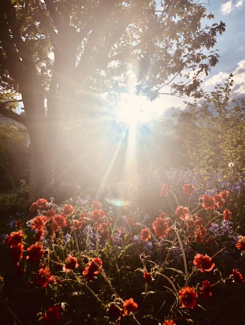 Sunlight and flowers