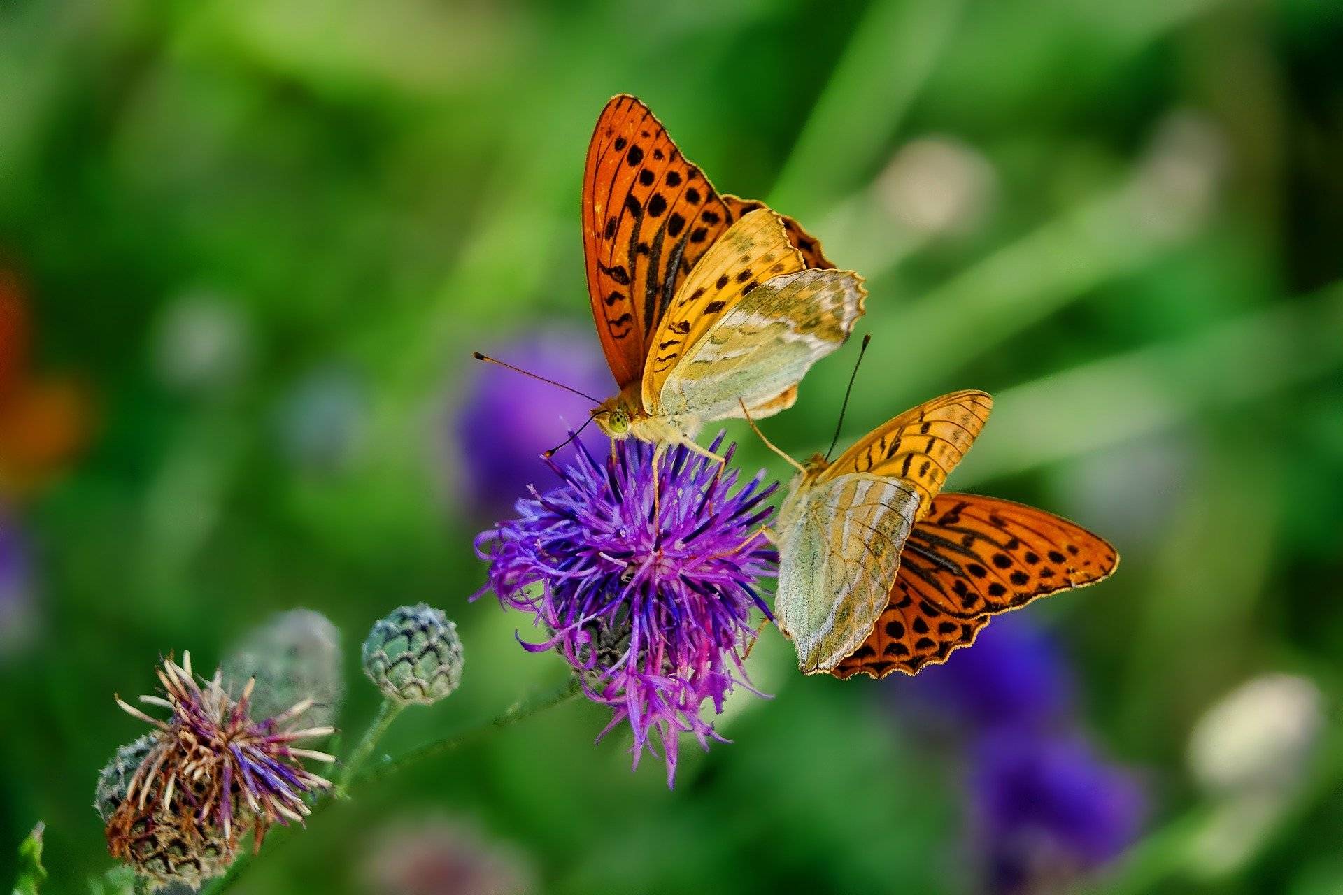 butterflies-pollinating-cornflowers