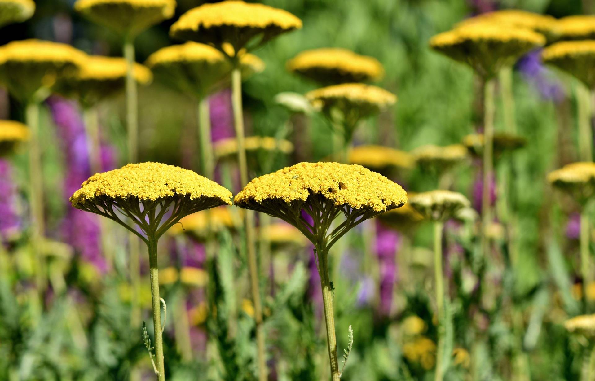 Achillea can be divided in September