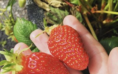Propagating Strawberries