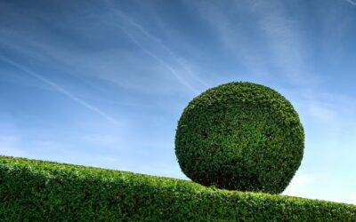 Pros and Cons of a Buxus Hedge
