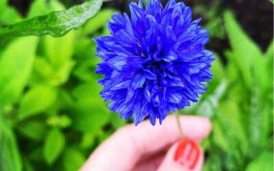 Planting cornflower seeds – a guide